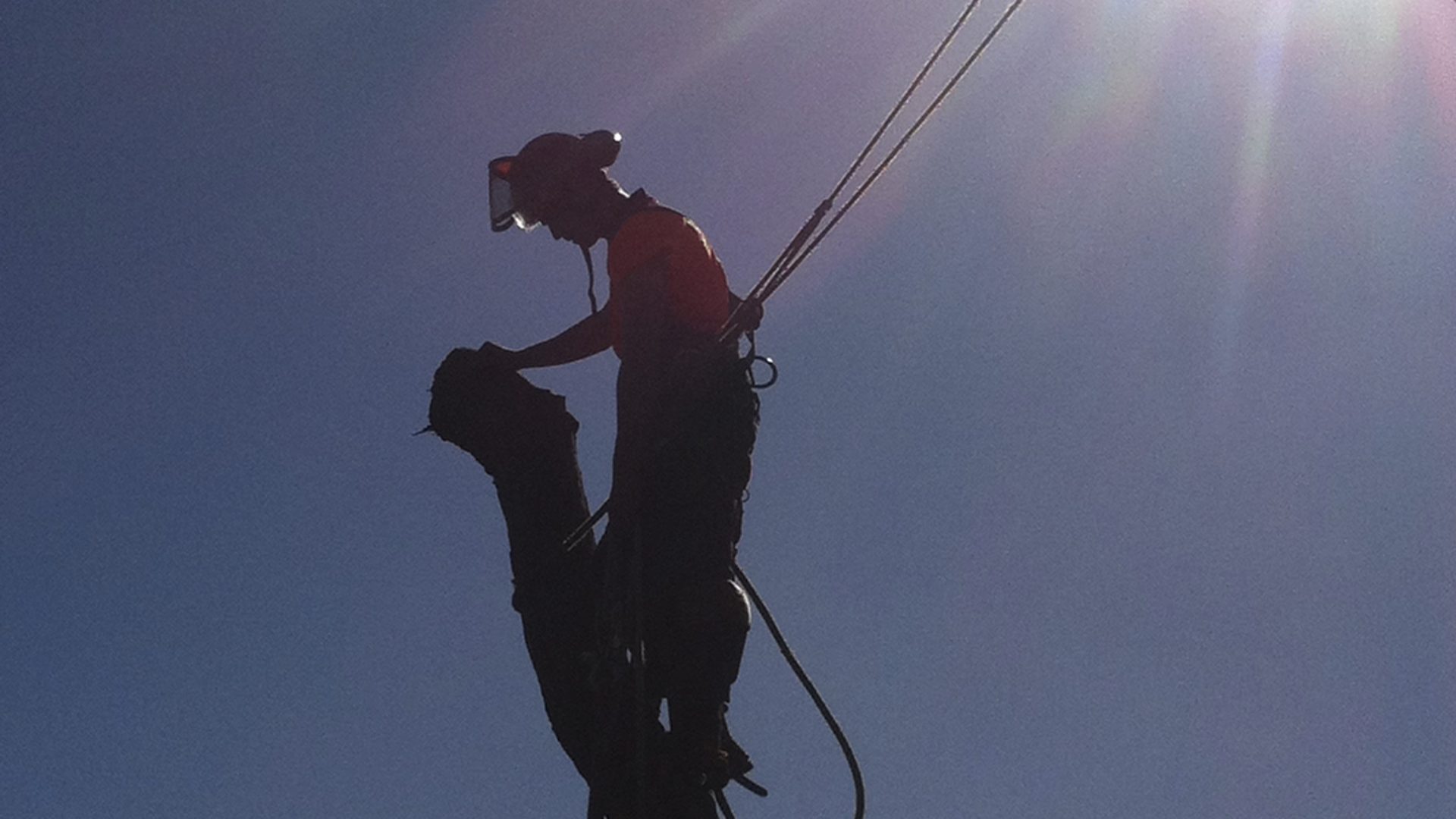 Sorrento to Portsea Tree Removal - Pruning Services