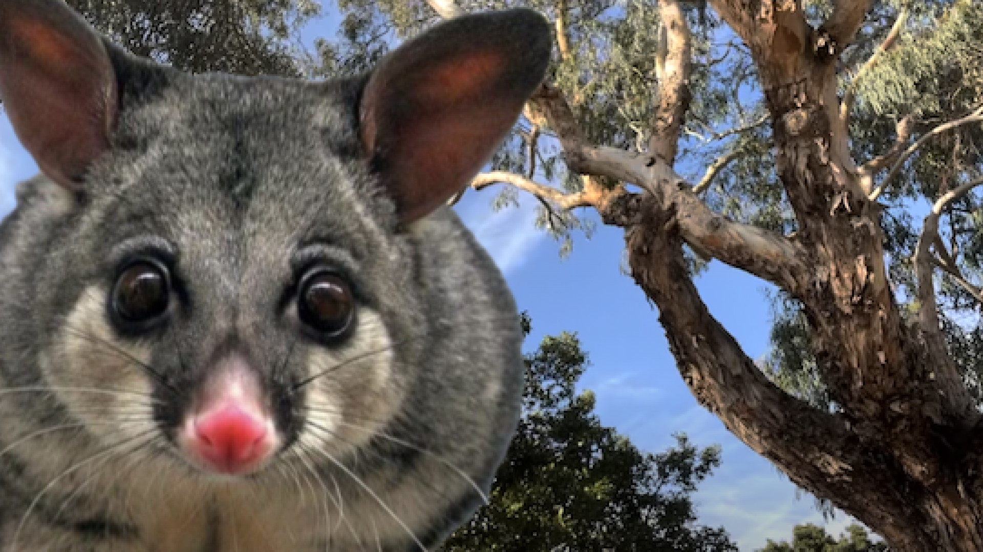 Possum-Proof Your Trees: Protecting Your Greenery from Pesky Possums