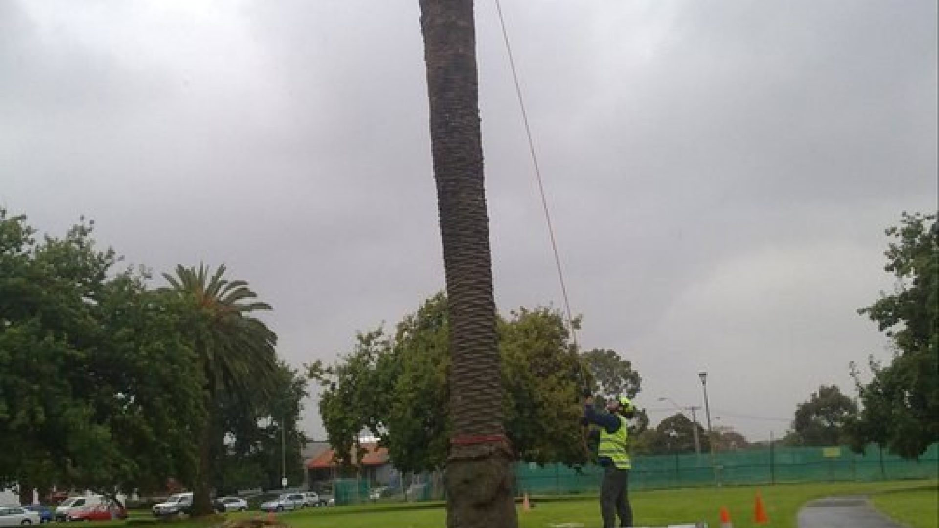 Seaford Tree Pruning and Lopping Service