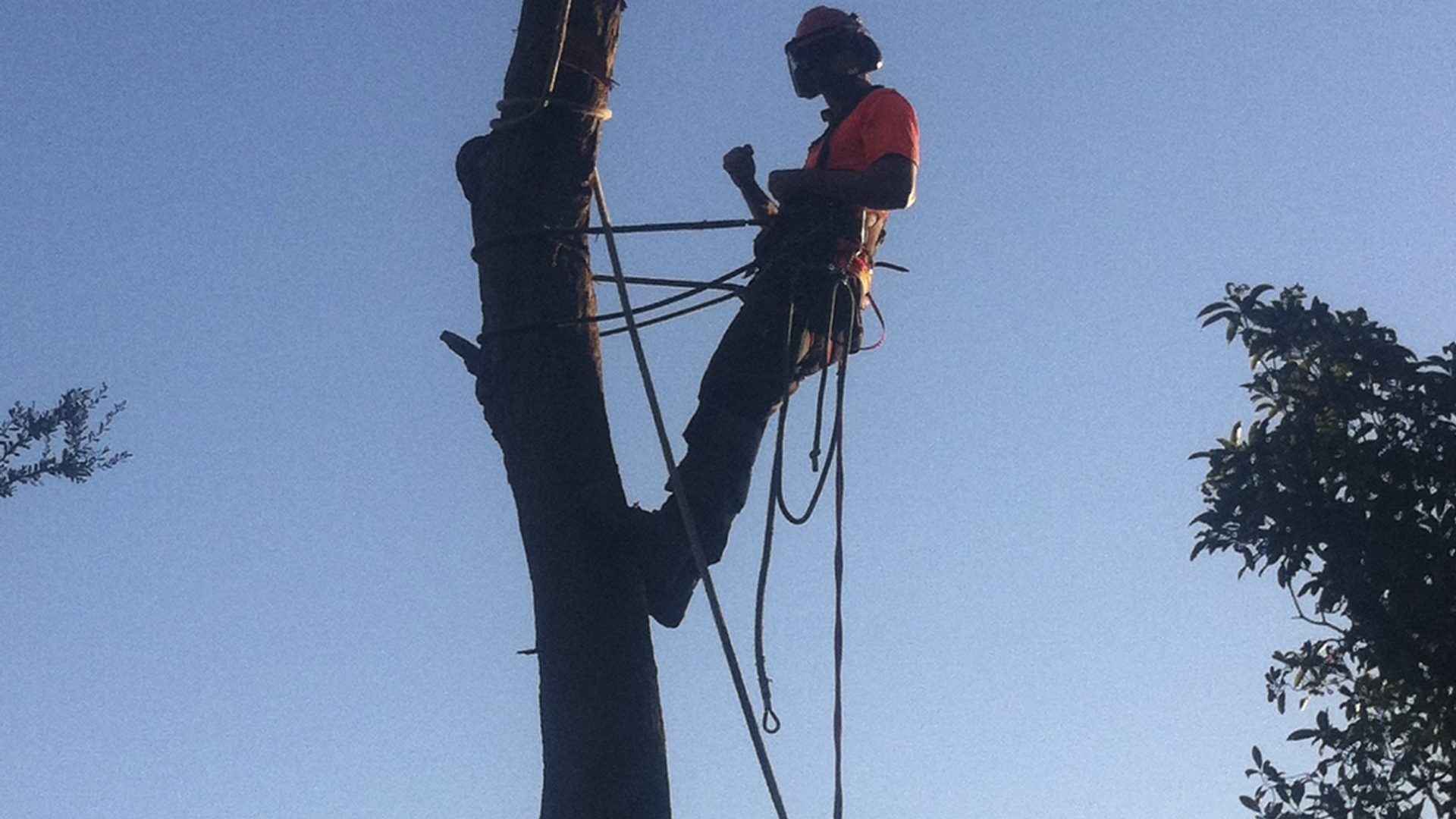Carrum Tree Services, Carrum Tree Removals, Pruning and Lopping