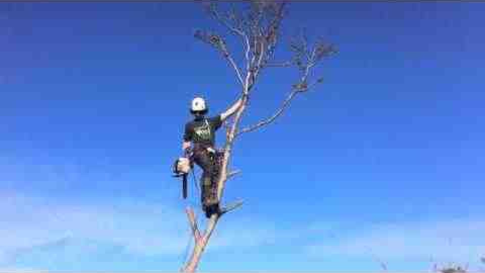 Tree Removal Seaford - Pruning - Felling - Climbing - Arborist