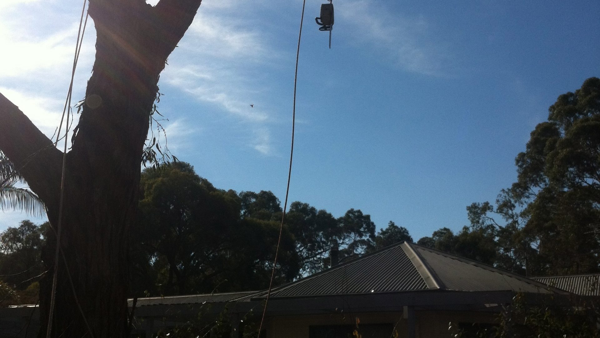 Tree Removals in Mornington - Tree Pruning Services