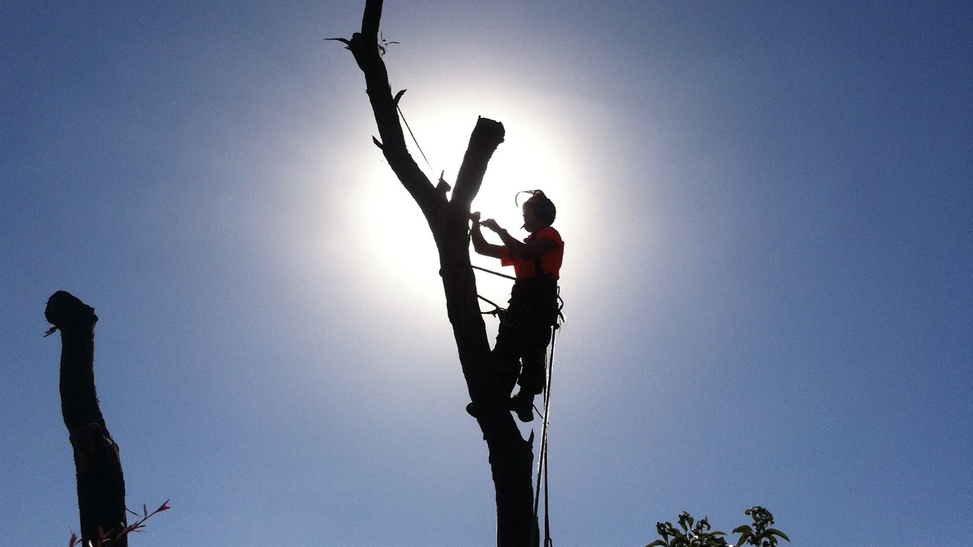 Technical Climbing in Red Hill Tree Removal Services